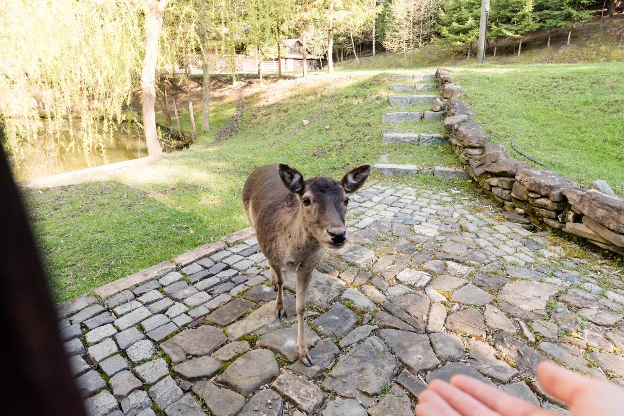 Pensiunea Casa Bunicilor Mînăstirea Humorului Exteriér fotografie