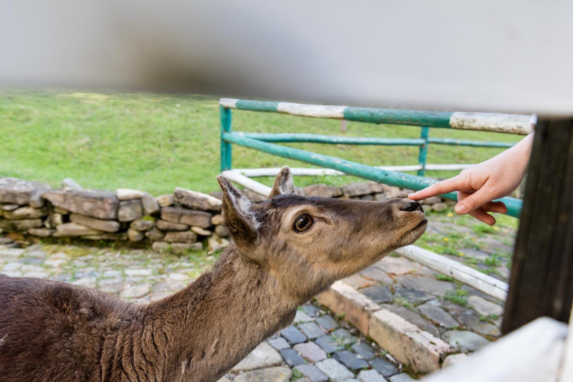 Pensiunea Casa Bunicilor Mînăstirea Humorului Exteriér fotografie