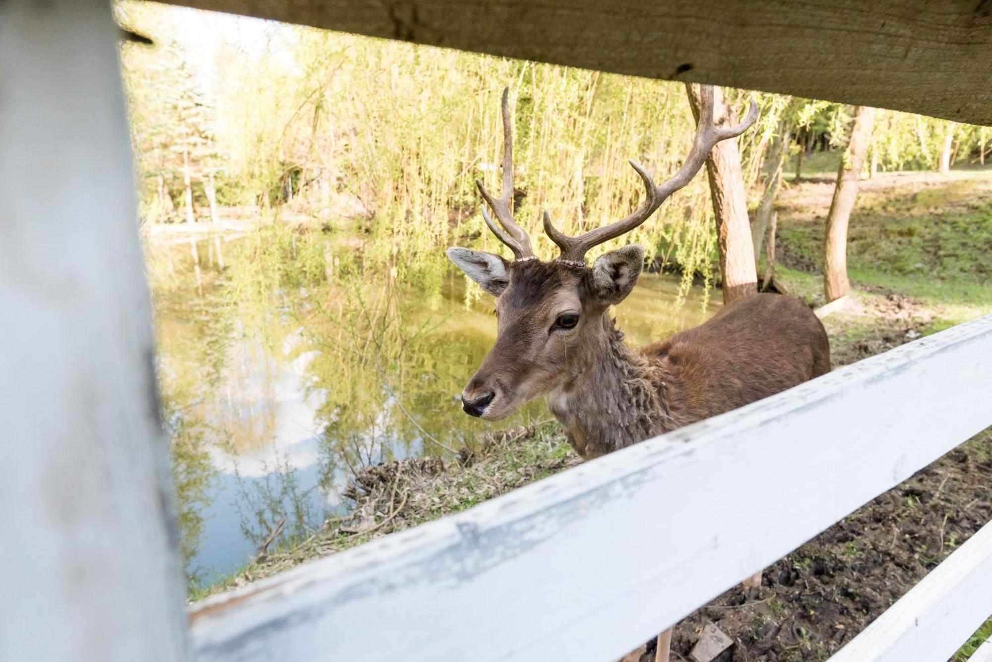 Pensiunea Casa Bunicilor Mînăstirea Humorului Exteriér fotografie